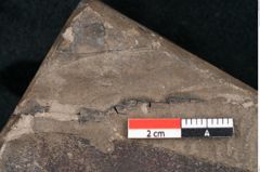 Foto (Detailansicht) von Persea speciosa Heer (NHMW-GEO-2024-0188-7995)